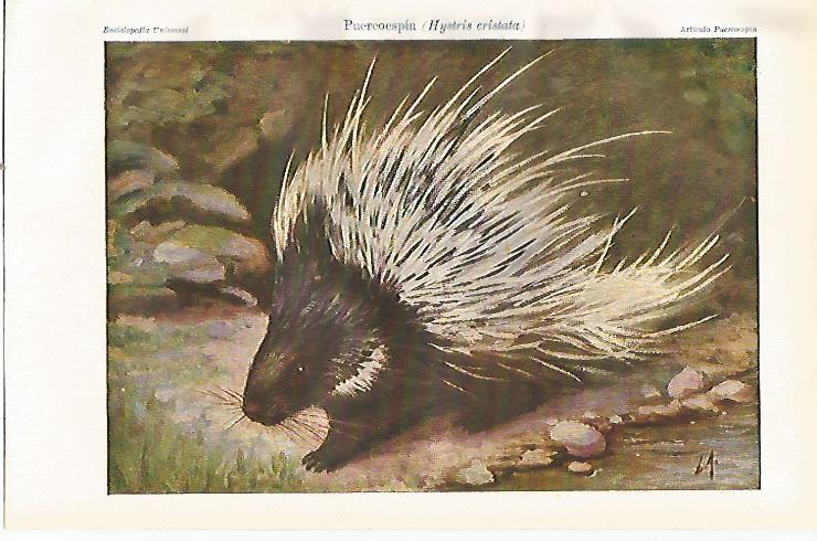 LAMINA ESPASA 23079: Puercoespin o Hytris cristada