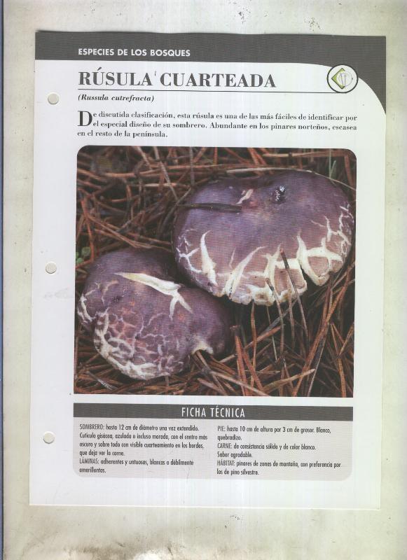 Bolets ficha 100: Rusula cuarteada (Russula cutrefacta)