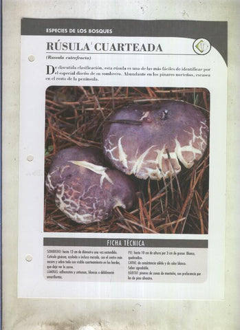 Bolets ficha 100: Rusula cuarteada (Russula cutrefacta)