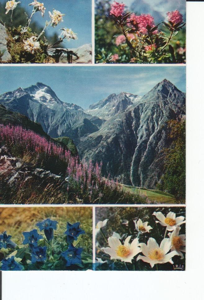 Postal 016956: Fleurs de Montagne - Fleurs views Edelweism Rhododendron Gentiane bleue and Anemone des Alpes