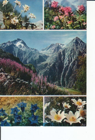 Postal 016956: Fleurs de Montagne - Fleurs views Edelweism Rhododendron Gentiane bleue and Anemone des Alpes