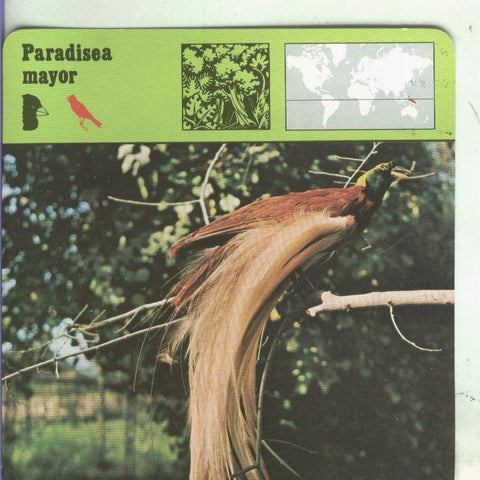 Postal: Ficha Sape Coleccionable: Paradisea mayor