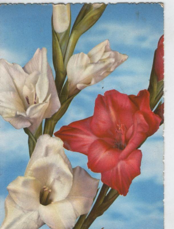 Postal 7006 : Flores