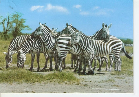 Postal 040772 : Africa Wild Fire - Zebra