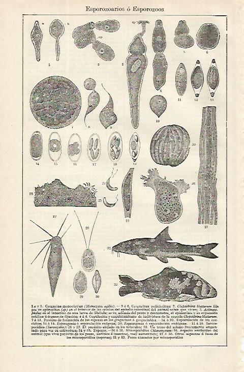 LAMINA ESPASA 16277: Esporozoos