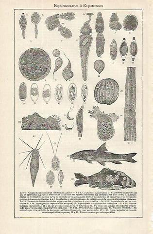LAMINA ESPASA 16277: Esporozoos