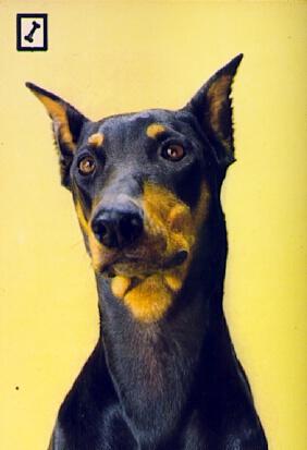 POSTAL 57708: Animales domesticos