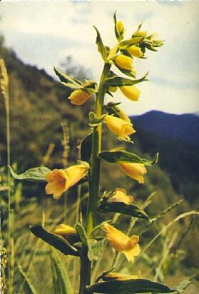 POSTAL 57713: Flores