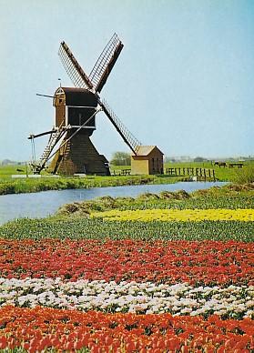 POSTAL 57846: Molino tras campo de flores