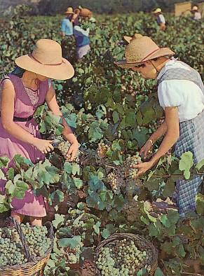 POSTAL 57913: Cavas Codorniu Vendimia
