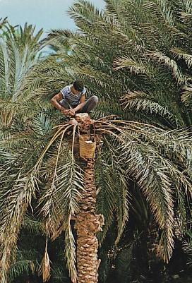 POSTAL 57950: Tunisie – Cueillette du Legmi dans l oasis