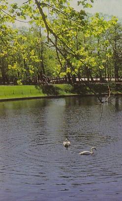 POSTAL 57996: Patos en un lago