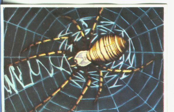 Cromos: Historia Natural numero 132