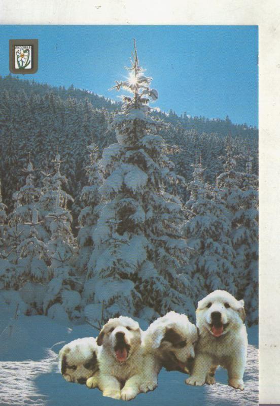 Postal 014634: Paisajes nevados con camada de cachorros de perro