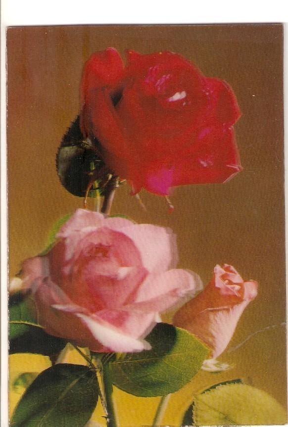 Postal 028448 : Rosas