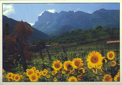 POSTAL 56178: Le massif des trois becs Vu de Saillans