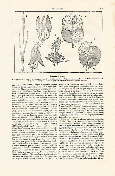 LAMINA ESPASA 8085: Plantas acuaticas