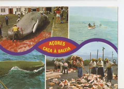Postal 050335 : Açores. Caça da Baleia