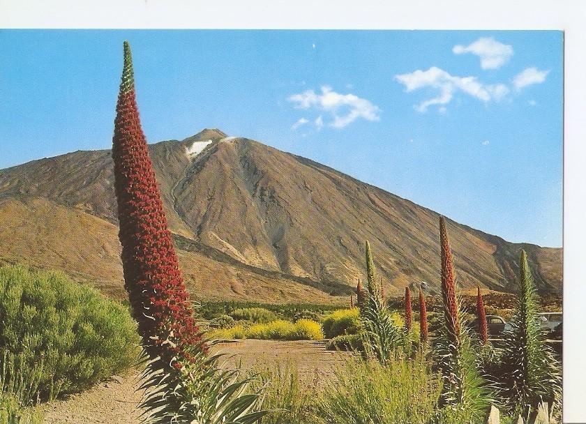 Postal 033211 : Tenerife. Tajinastes en flor al pie del Teide