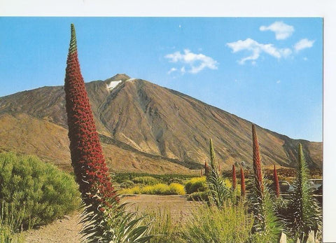 Postal 033211 : Tenerife. Tajinastes en flor al pie del Teide