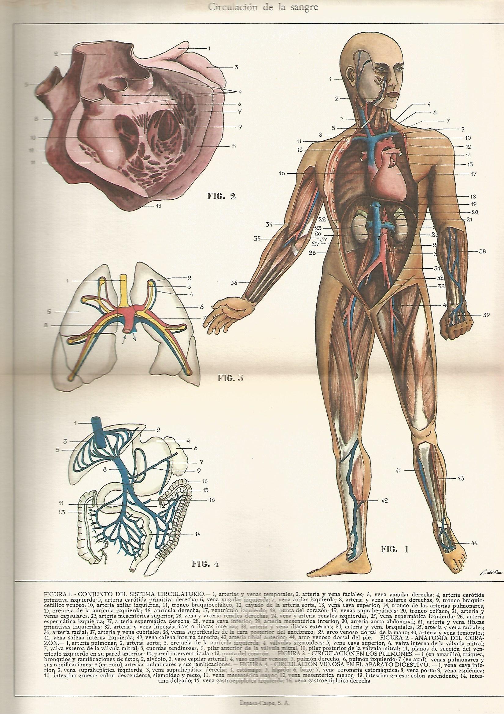 Lamina 138: Circulacion de la sangre