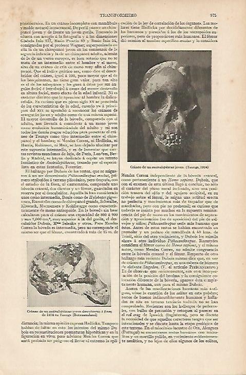 LAMINA ESPASA 11109: Craneos de australopithecus
