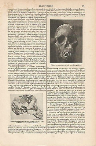 LAMINA ESPASA 11109: Craneos de australopithecus