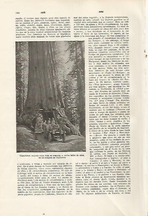 LAMINA SALVAT 80276: Sequoia en California