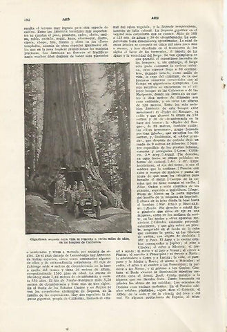 LAMINA SALVAT 80276: Sequoia en California