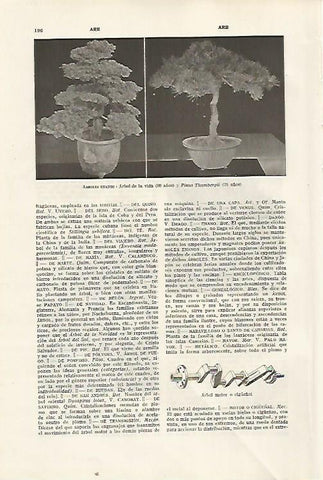 LAMINA SALVAT 80278: Bonsais