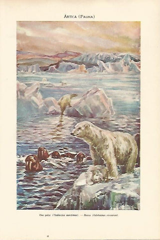 LAMINA SALVAT 80339: Oso polar