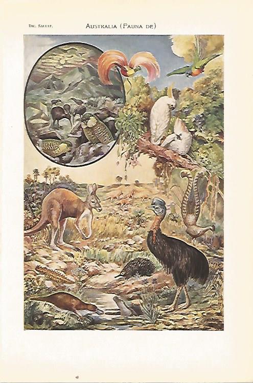 LAMINA SALVAT 80388: Fauna de Australia