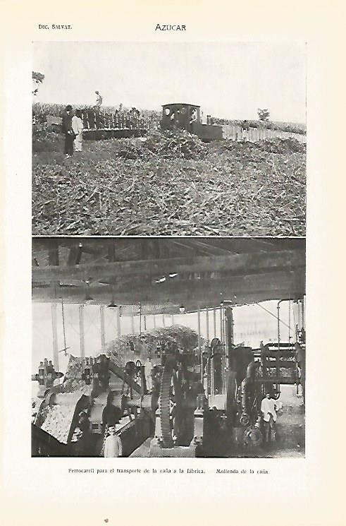 LAMINA SALVAT 80415: Cultivo de azucar