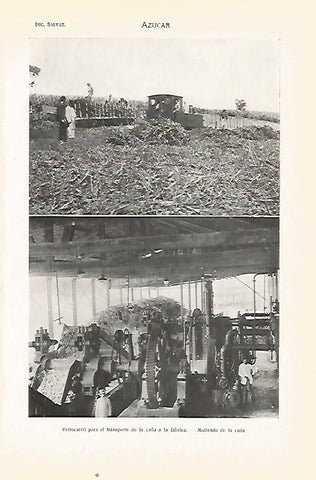 LAMINA SALVAT 80415: Cultivo de azucar