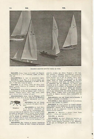LAMINA SALVAT 80442: Regatas de Cowes