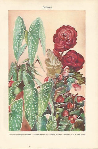 LAMINA SALVAT 80469: Begonia