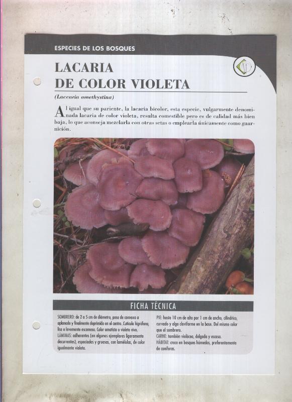Bolets ficha 012: Lacaria de color violeta (Laccaria amethystina)