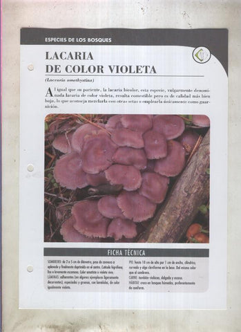 Bolets ficha 012: Lacaria de color violeta (Laccaria amethystina)