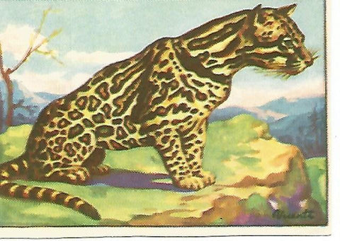 CROMO HISTORIA NATURAL -Album II. no  442. Ocelote