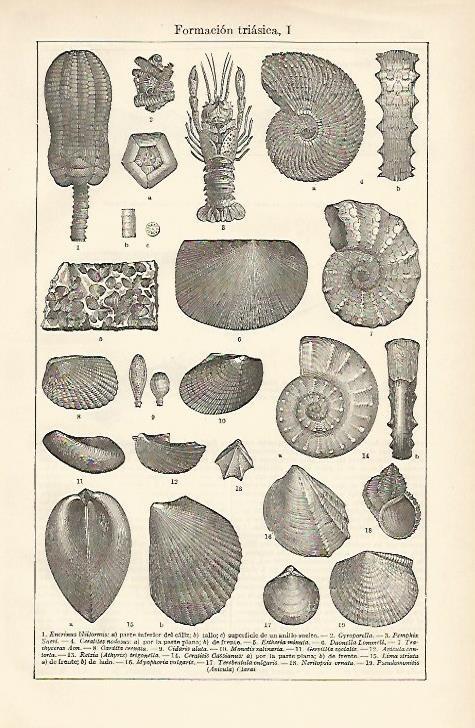 LAMINA ESPASA 857: Formacion triasica I