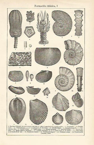 LAMINA ESPASA 857: Formacion triasica I