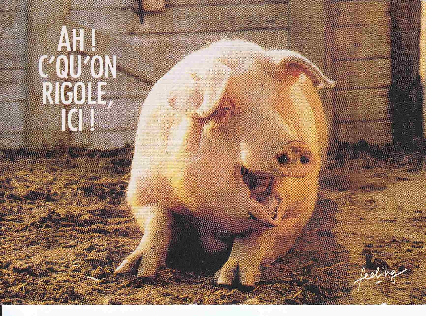 Postal 61093: Foto de un cerdo