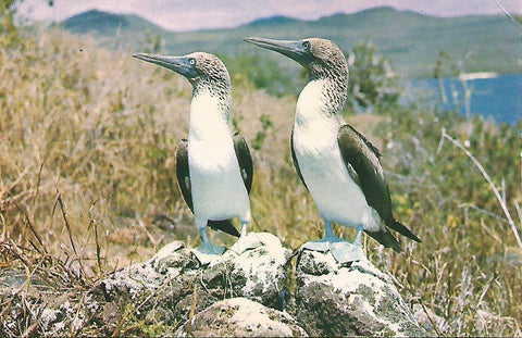 Postal 52145: GALAPAGOS - Aves patas azules