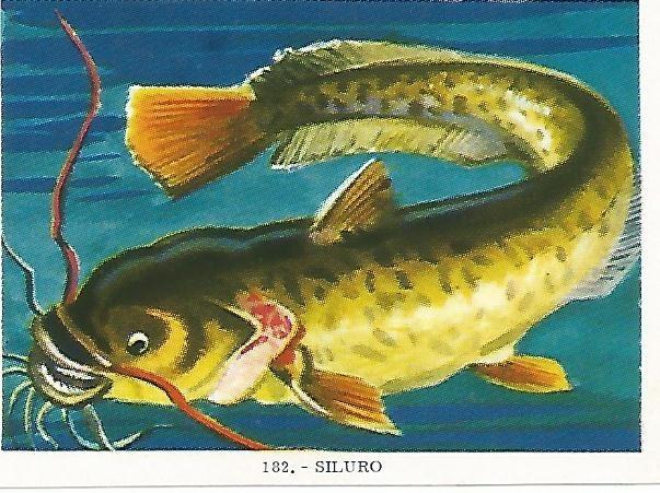 CROMO no  182. Siluro