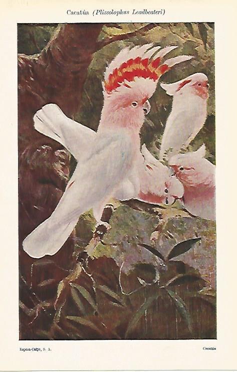 LAMINA ESPASA 14623: Cacatua o Plissolophus Leadbeateri