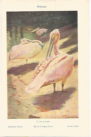 LAMINA ESPASA 17936: Pelicano