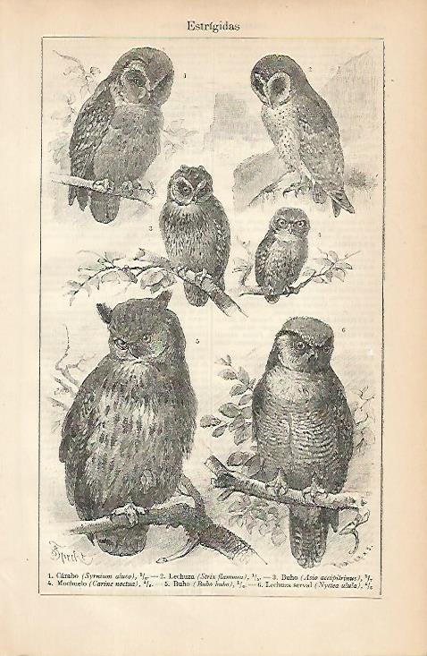 LAMINA ESPASA 7892: Especies de estrigidas