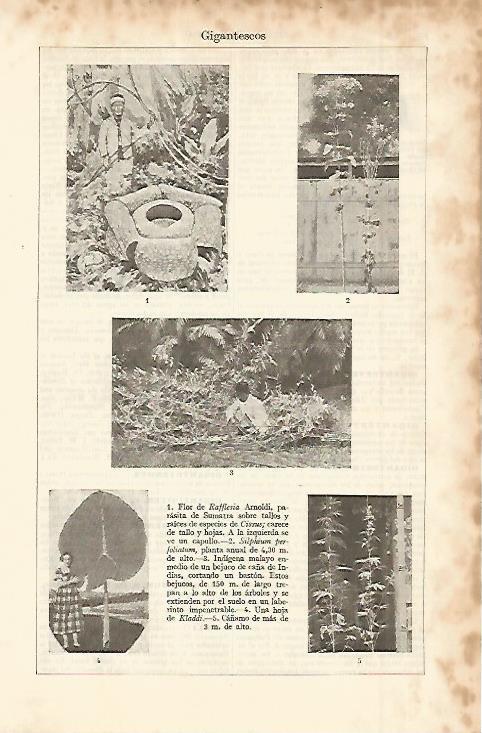LAMINA ESPASA 11368: Flores gigantes