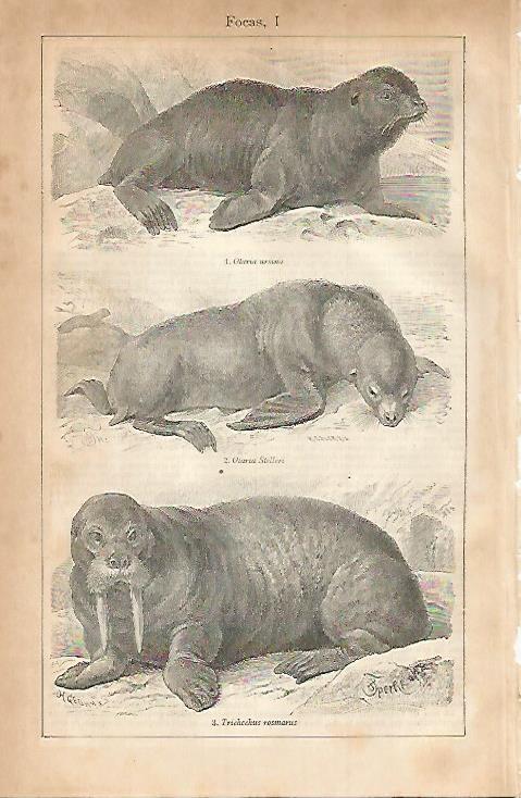 LAMINA ESPASA 3393: Focas