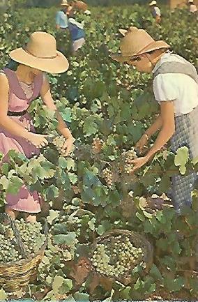 POSTAL A0030: Vendimia en las Cavas Codorniu